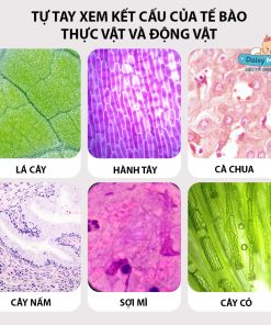Đồ chơi kính hiển vi, kính hiển vi x60~ x200 lần, kính hiển soi vi tế bào